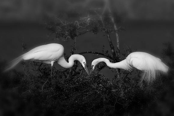 Egrets Nest Building