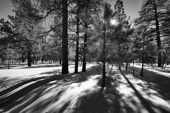 Winter Scene