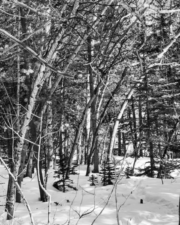 Trees 1-2