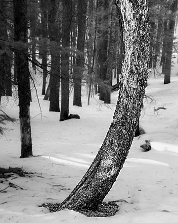 Trees 1-3