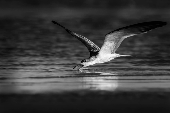 Skimming the Surf Line