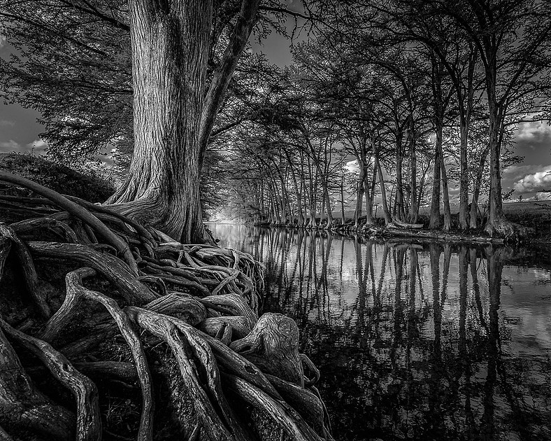 Gnarl roots and reflections from the Medina River in Texas lead to the light