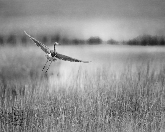 Marsh Takeoff